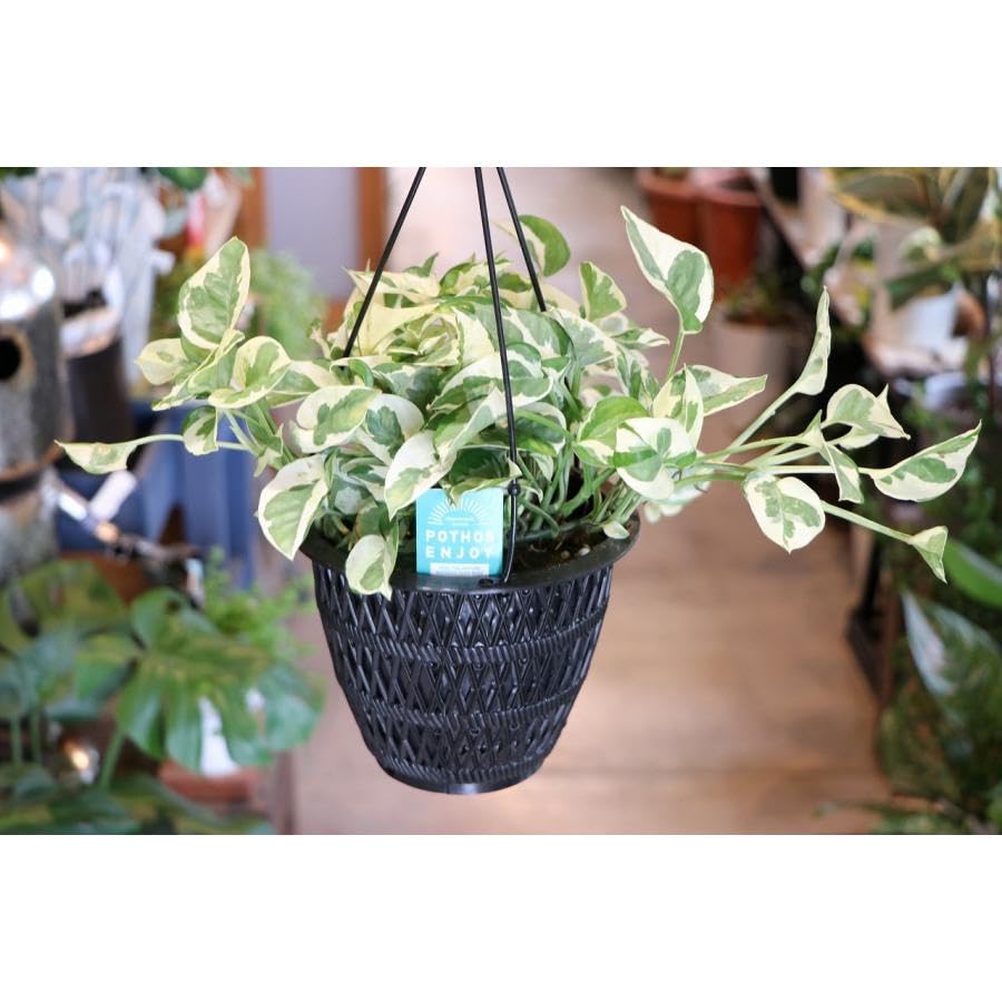 Amazon｜ポトス エンジョイ 5号吊り鉢 1株販売 観葉植物 鉢植え お洒落