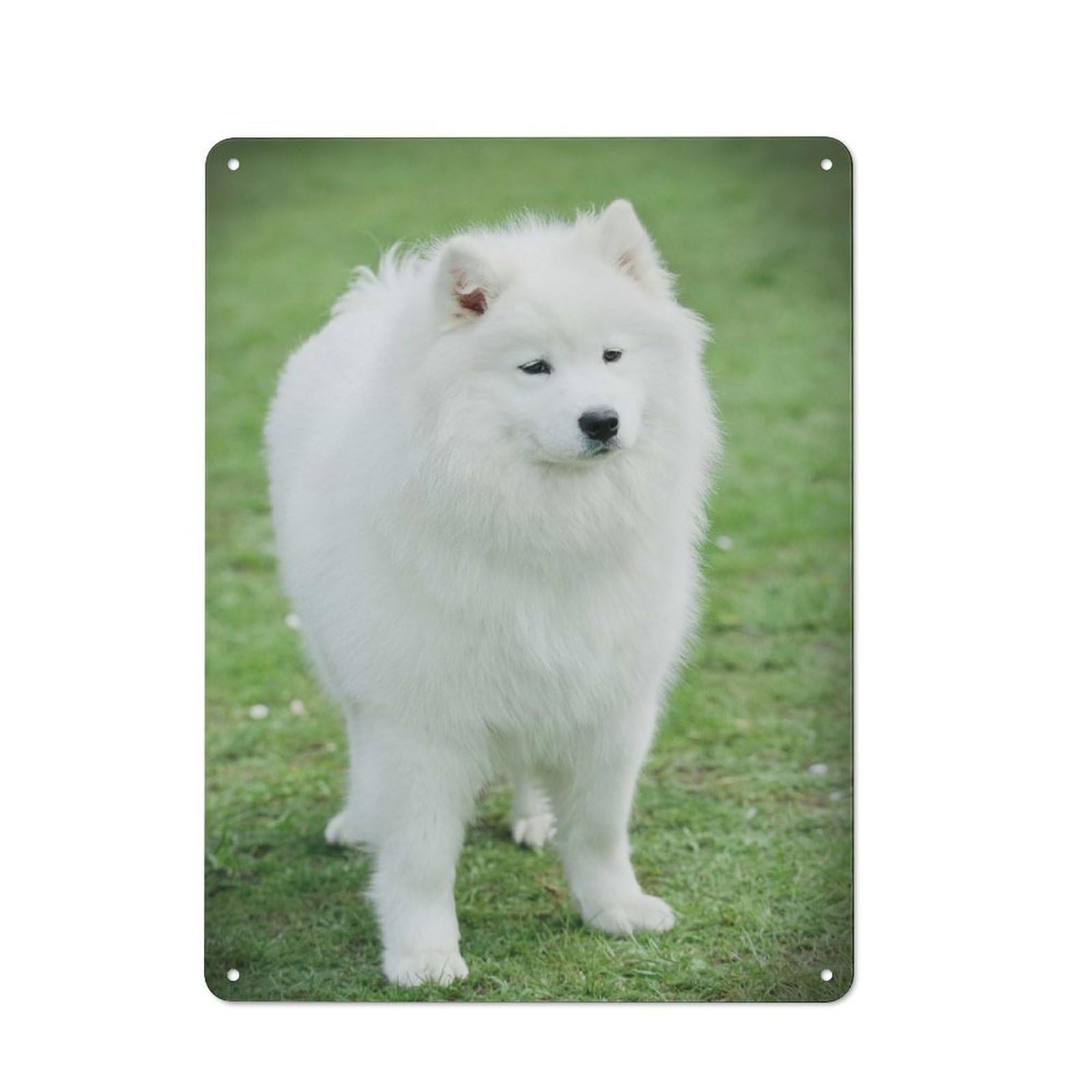 Junmoney Style-2 Samoyed Vintage Metal Plaque 40X30cm For Hobby Room Or Studio, For Kitchen, Dining Room And Home Bar Wall Decor