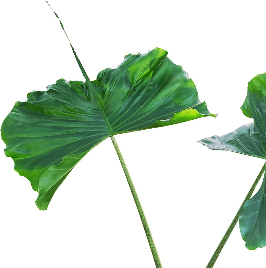 Mashhurlar bilan porno video onlayn Soqollangan qin super jinsiy aloqa mashinasi