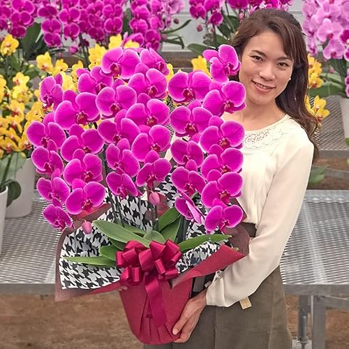 ＼楽天ランキング1位／ 品種選べる 胡蝶蘭 中輪 〜 中大輪 3本立ち