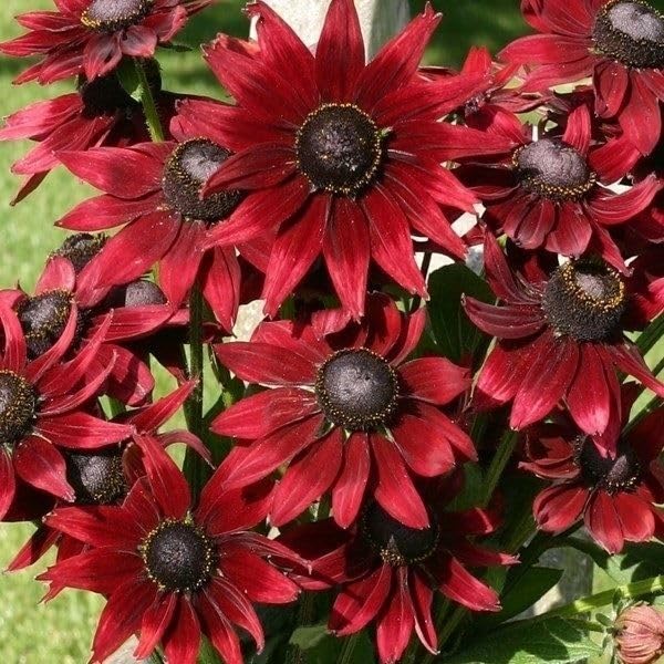 ルドベキア　チェリーブランデー　⑤、② Amazon.co.jp: 国華園 種 花たね ルドベキア チェリーブランデー 1袋