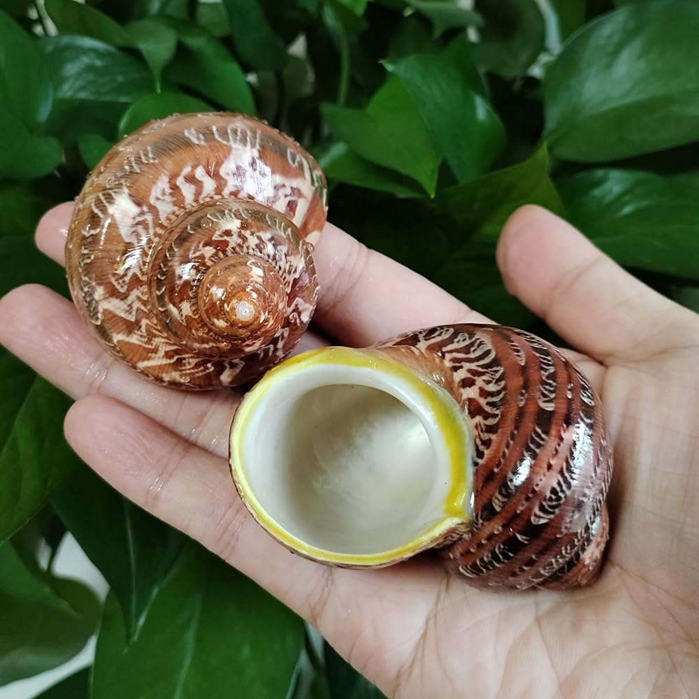 core shell さま⭐︎ Shell of the Week: The Magnum Prickly Cockle - Bailey-Matthews