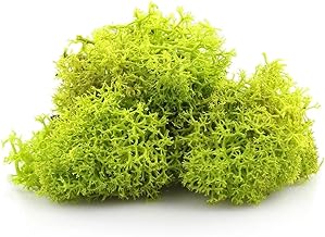LIME APPLE GREEN Reindeer Moss - Perfect for Air Plants, Crafts, Tillandsia, House Decoration