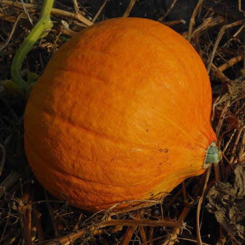 Semillas de plantas World Seeds - Semillas de Calabaza Verrugosas Rojas