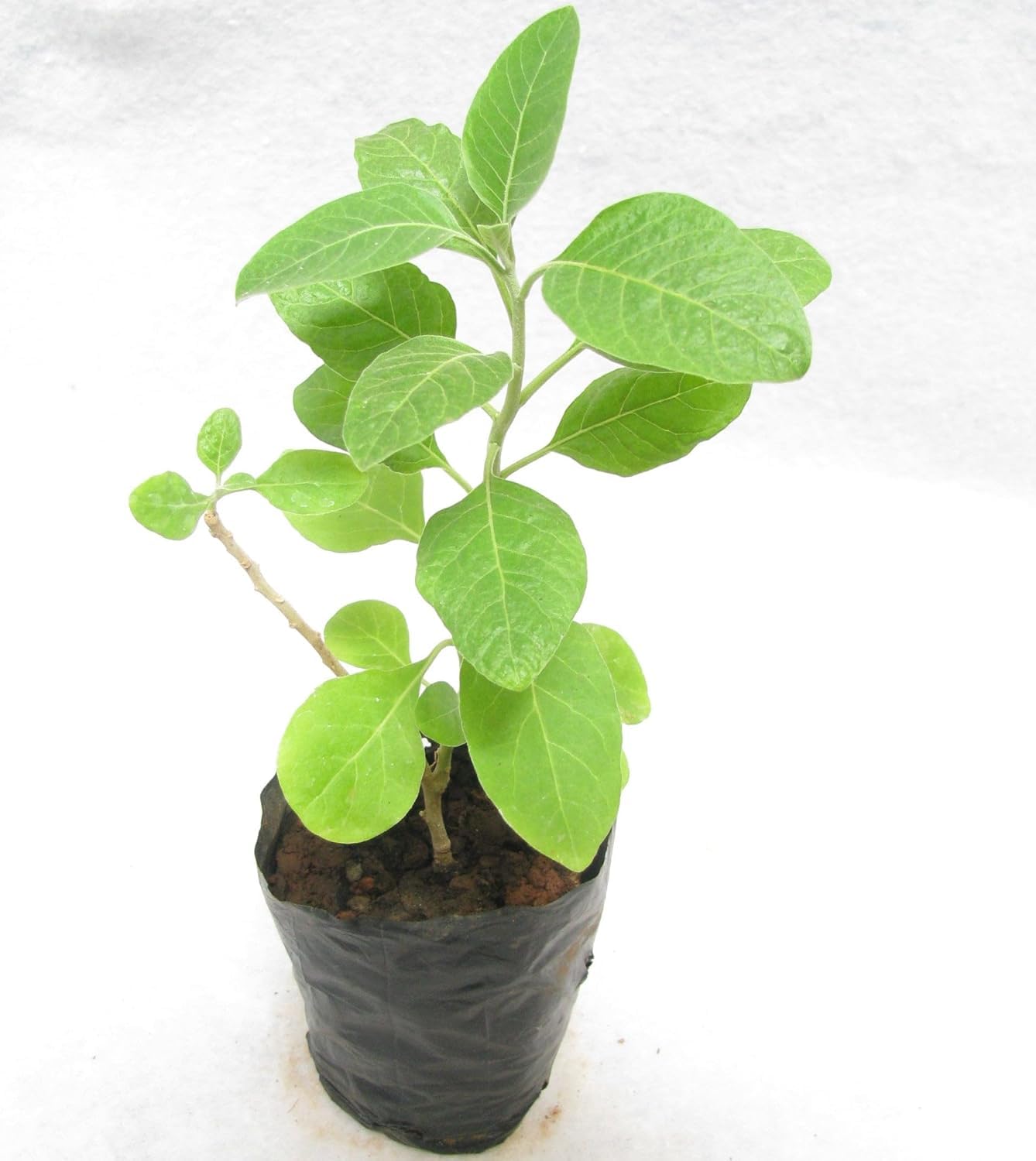 Organic Ashwagandha Plant Live in Black Plastic Pot Withania Somnifera Indian Ginseng Ayurvedic Medicinal Herb Indoor Outdoor Plant With Plastic Pot-image-8