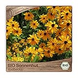 Samenliebe BIO Sonnenhut Samen Rudbeckia Bienenweide Schnittblume orange rot 500 Samen samenfestes Blumen Saatgut für Gewächshaus Freiland und Balkon BIO Blumensamen