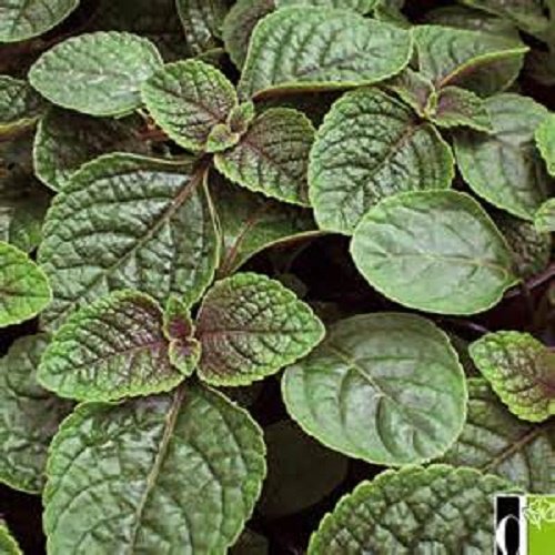 Violet Foliage 'Nico' Plectranthus Starter Plant