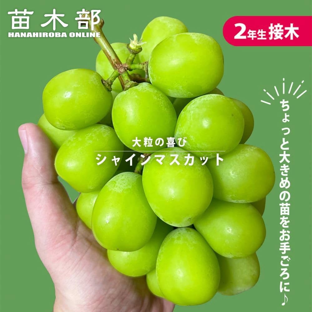 Amazon.co.jp: 【シャインマスカット】 ぶどう 2年生接木苗 ウィルス