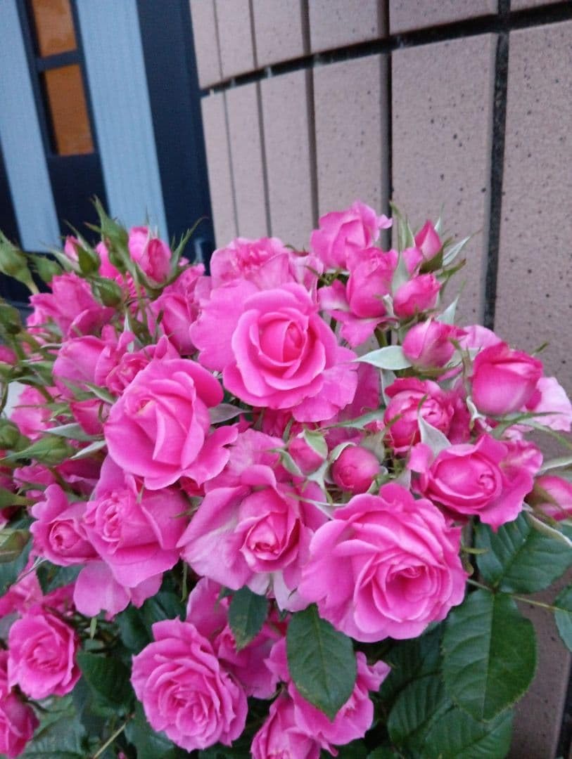 Amazon｜ピンク薔薇苗 スプレー薔薇｜観葉植物 オンライン通販