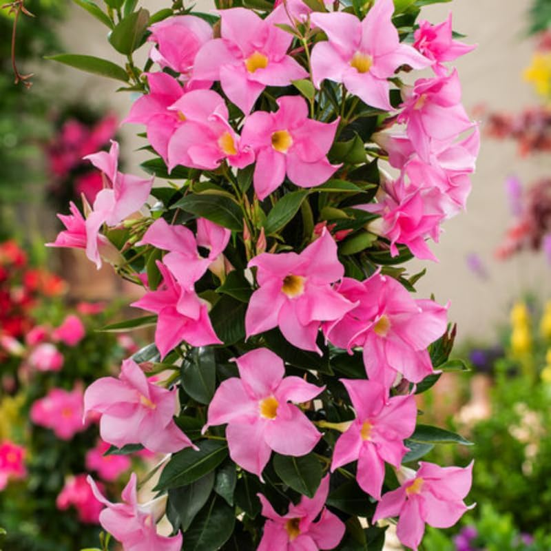 3 Pink Mandevilla Plants Live, 5-10” Tall Flowering Mandevilla Vines for Trellis, Outdoor Patio, Garden Pots, Trailing Mandevilla Seedlings
