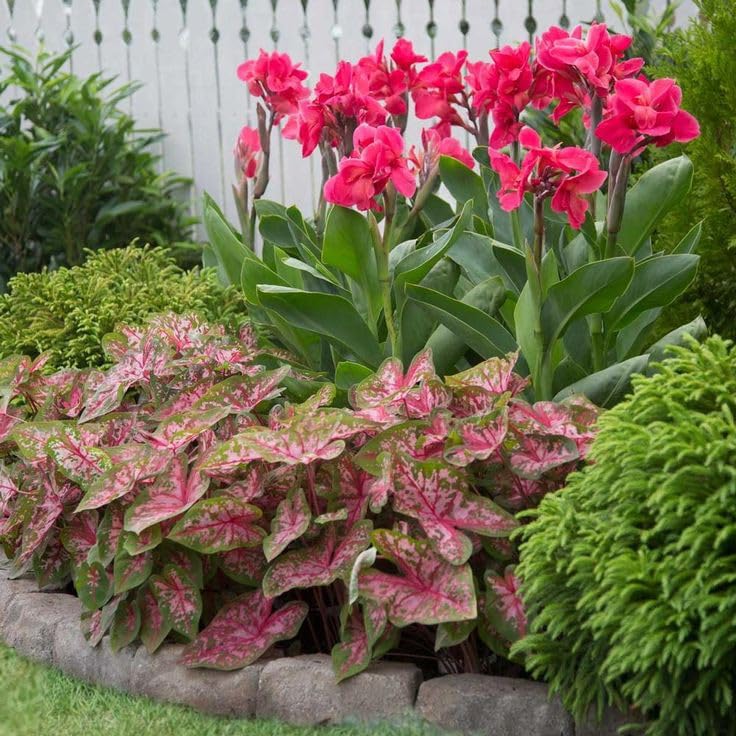 Radha Krishna Agriculture® Canna lily imported flower bulbs For Gardening multicolor Pack of 5 bulbs (PINK) (B0D4559QB6) Amazon Price History, Amazon Price Tracker