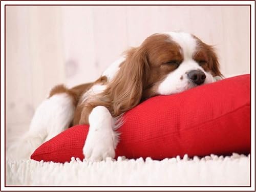 TYmall Rompecabezas de 1000 piezas para niños, adultos, perro, cachorro, caballero, King, Charles Spaniel, tarjetas de felicitación, sobres, juguete