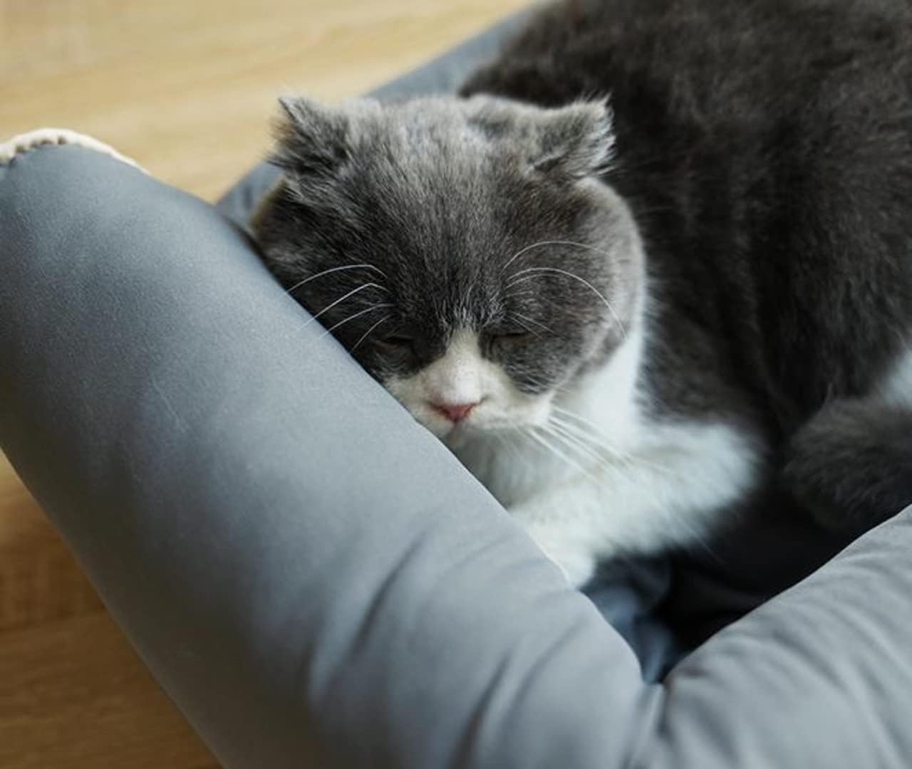 YITANA Vintage Pet Cat Sofa Bed Cat Sofas for Indoor Cats Cave Small Dogs Soft Comfortable Suede Easy Clean Fur (S 45 * 35cm,Wine Red) : Pet Supplies