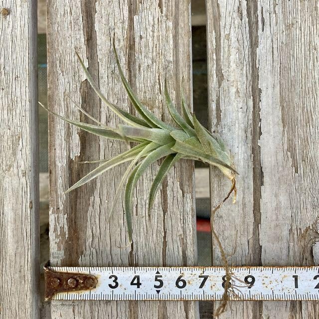 Amazon.co.jp: (現品) チランジア エディシアエ (No.20726) (エアー