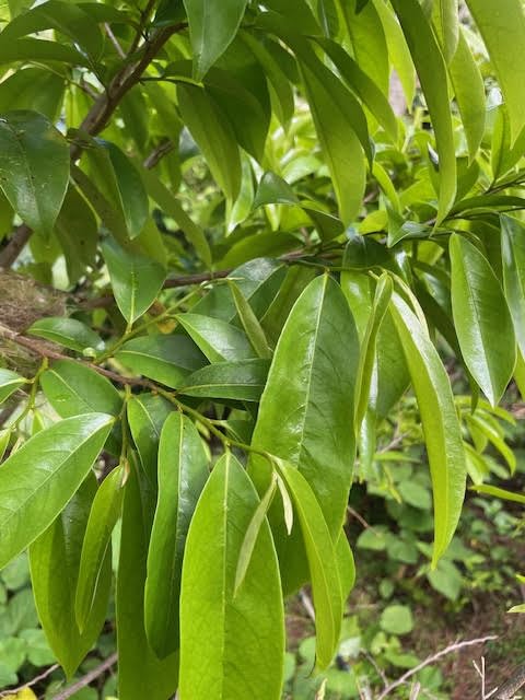 Soursop Tea Leaves Graviola (Organically Grown Maui - USA) Maximum 3 per order allowed - Image 9