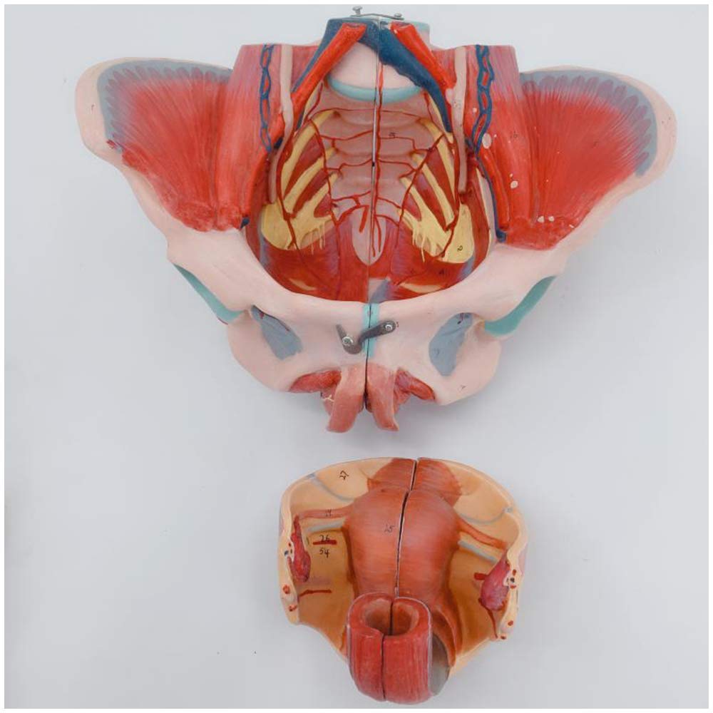 Buy LXT PANDA Medical Anatomical Female Pelvis Model Female Pelvis 