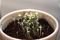 Vista 7 de Semillas de hierba gatera - Nepeta cataria para plantar, más de 2200 semillas de hierbas, cultivo en interiores o exteriores, reliquia, sin OMG, a