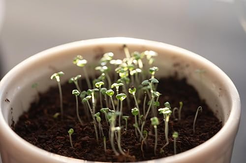 Miniatura 7 de Semillas de hierba gatera - Nepeta cataria para plantar, más de 2200 semillas de hierbas, cultivo en interiores o exteriores, reliquia, sin OMG, a