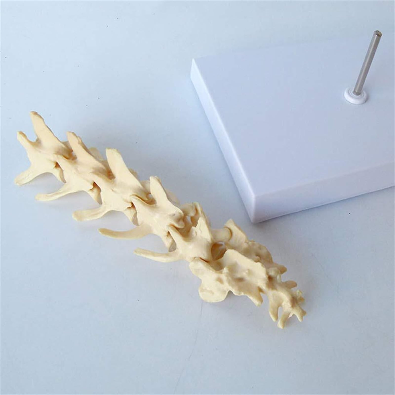 WlP Hunde-Lendenwirbel-Modell, Hunde-Skelett-Modell, Hunde-Wirbelsäulen-Modell, Hundeknochen-Wirbel-Anatomisches Modell, Medizinische Lehr-Demonstrationshilfe for Haustiere