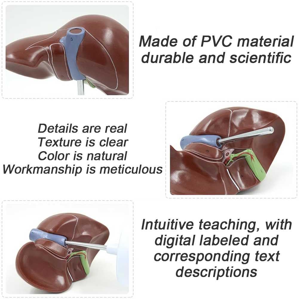新品24-25NOVMBR LIVER 156cm 新品24-25NOVMBR LIVER 156cm Amazon.com: Liver Model 1:1