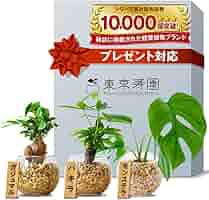 観葉植物 Amazon｜東京寿園 観葉植物 3点セット ハイドロカルチャー 本物