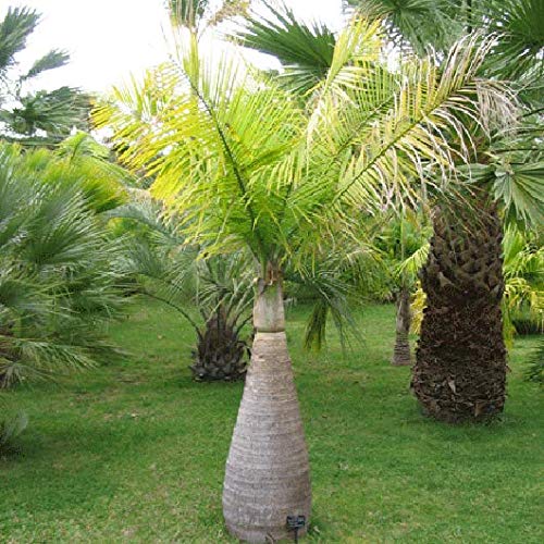 Plants Point Live " Bottle Palm " Plant for Outdoor garden Landscape Tree (1 Plant) (B07HW1JLZX) Amazon Price History, Amazon Price Tracker