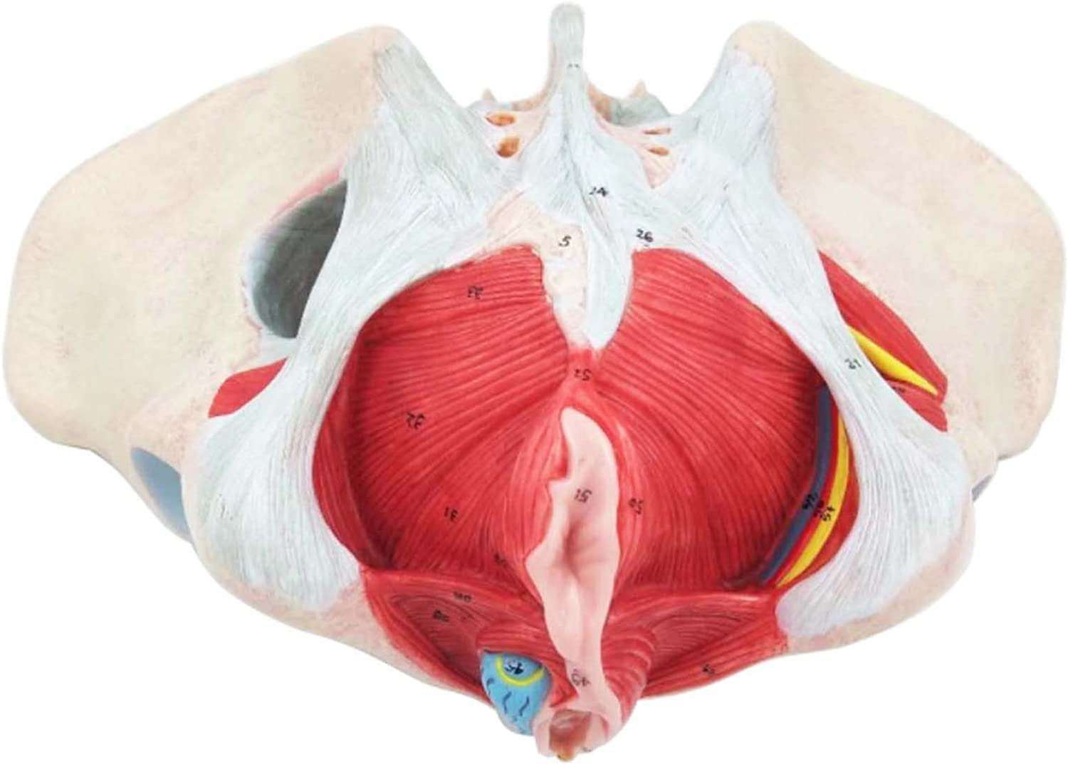 Modelo de anatomía Humana Modelo de Pelvis Femenino con músculos del Piso pélvico 1: 1 Equipo de educación médica Humana Equipo de educación anatómica Enseñanza médica 20 * 30 * 20 cm