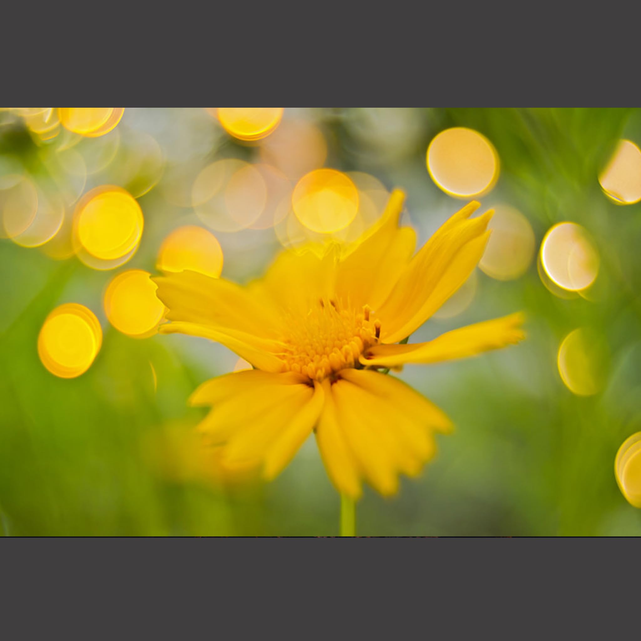 Amazon.co.jp: Meyer Optik Gorlitz メイヤーオプティックゴルリッツ