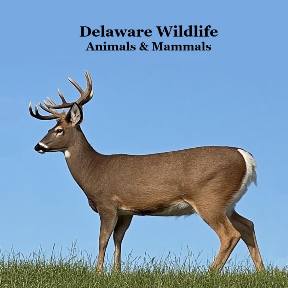 Delaware Animals and Mammals Kids Wildlife Book: Great Wildlife Book about Animals and Mammals in Delaware