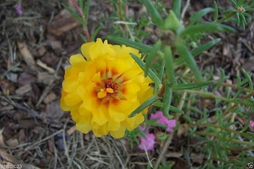 Portulaca musgo rosa doble amarillo 200semillas gran en recipiente, fácilmente crecido