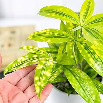 ドラセナ ドラセナ・ソングオブインディア10号 ブラウンバスケット | 花の