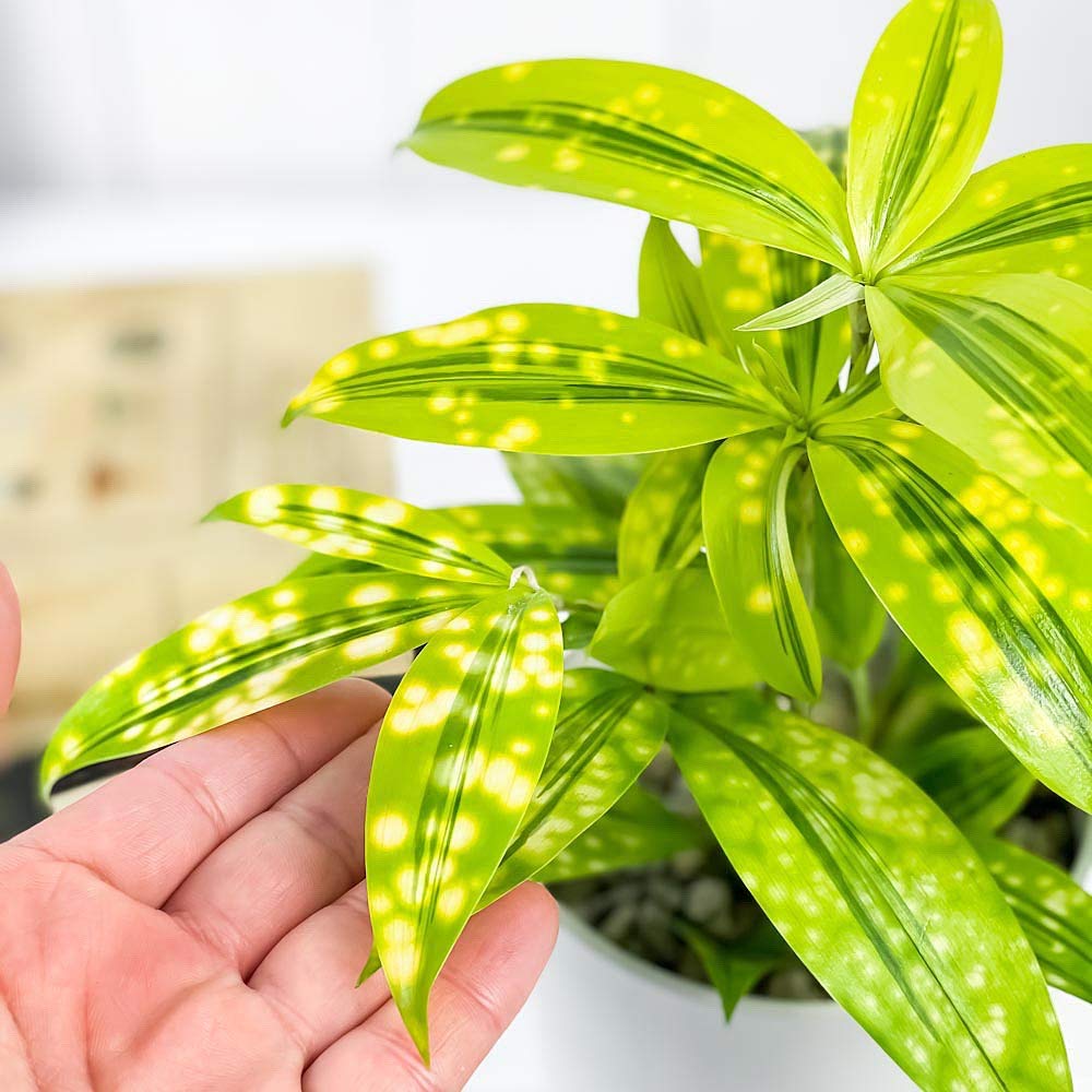 Amazon｜PLANCHU 観葉植物 ドラセナ ファニータ 4号鉢 受け皿付き