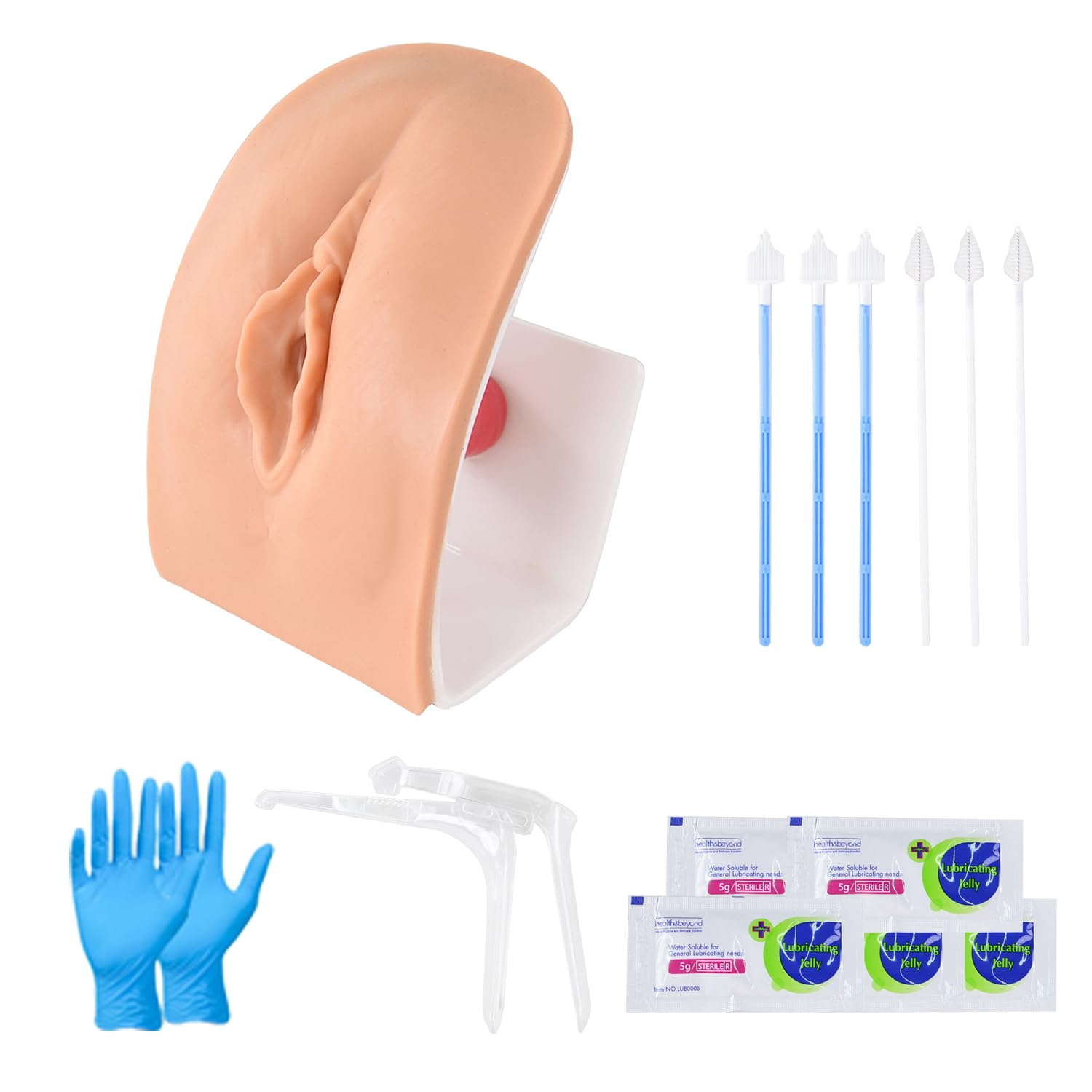 Pelvic Health Educational Model, Gynecological Examination Simulator for OB/GYN Workshops
