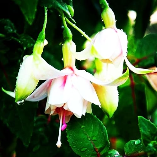 Miniatura 3 de Semillas de flores fucsias Planta casera perenne Bonsái 100 piezas Semillas
