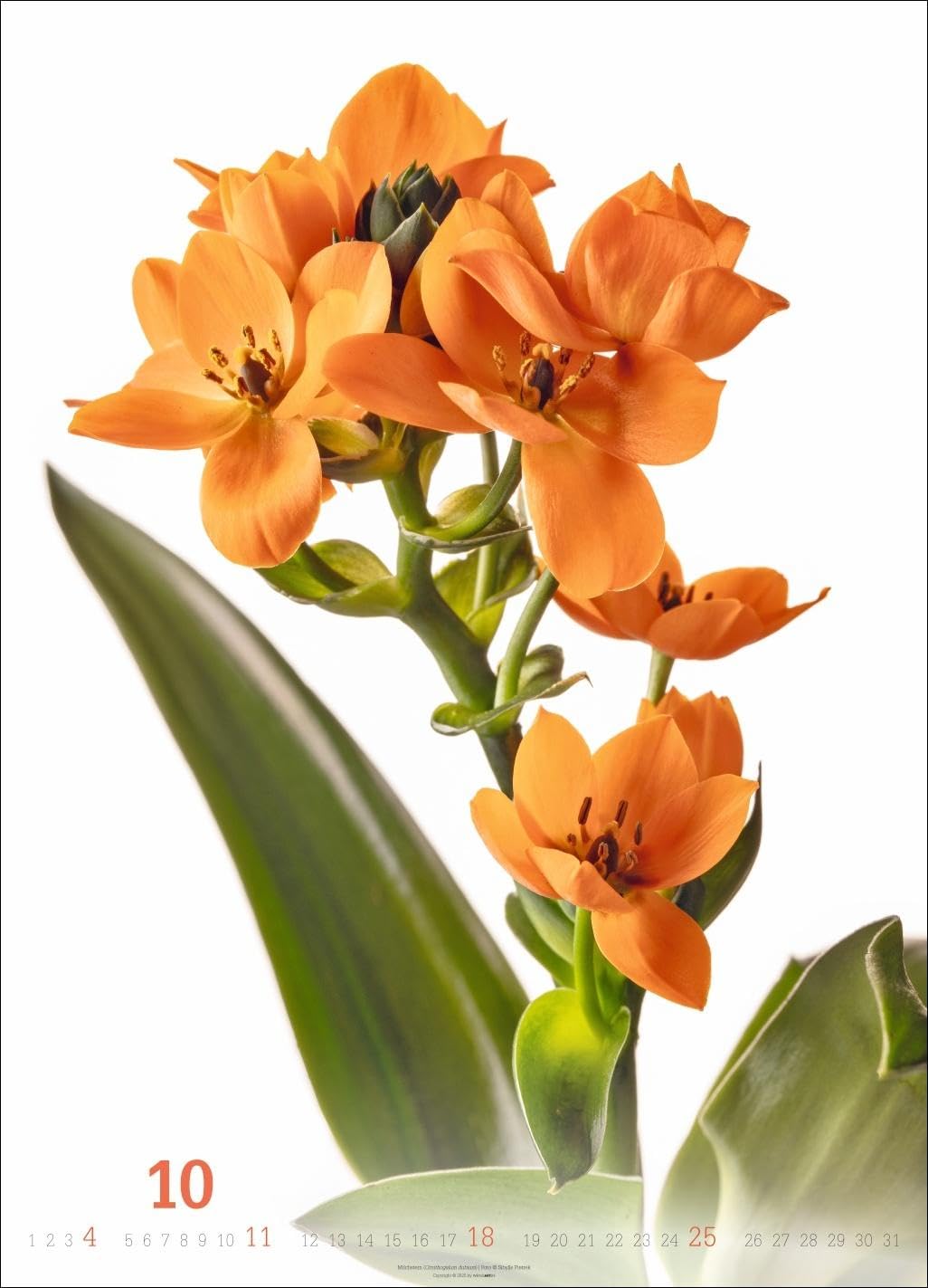 Blütenbilder Kalender 2026: Großer Jahres-Wandkalender mit stilvollen Fotos prachtvoller Blüten. Blumen-Kalender für die Wand. 49 x 68 cm. Hochformat