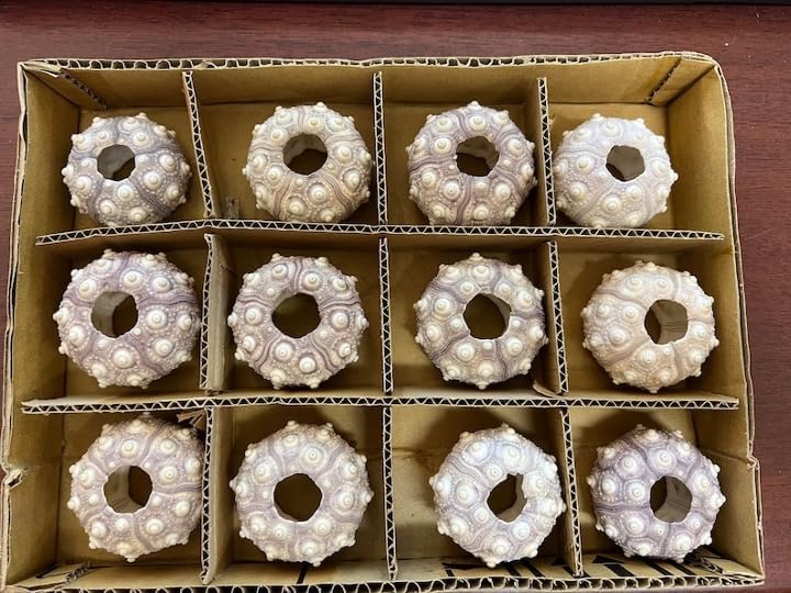 12 Pcs Purple Sputnik Urchin Wedding Events 2"