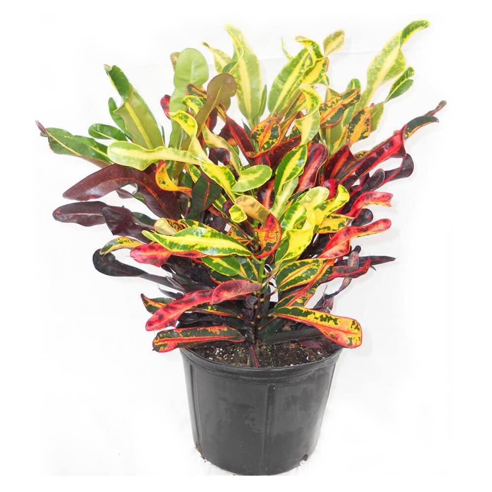 Live Croton Plant Live Croton Mammy plant with nursery pot-image-18