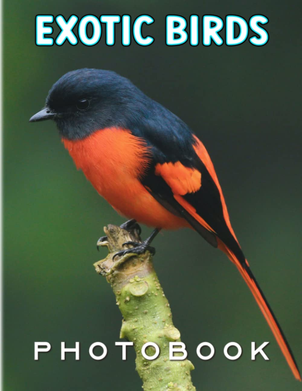 Exotic Birds Photo Book: Collection With 40 Great And Beautiful Birds Photos From Different Parts In The World | Gift For Relaxation And Decoration