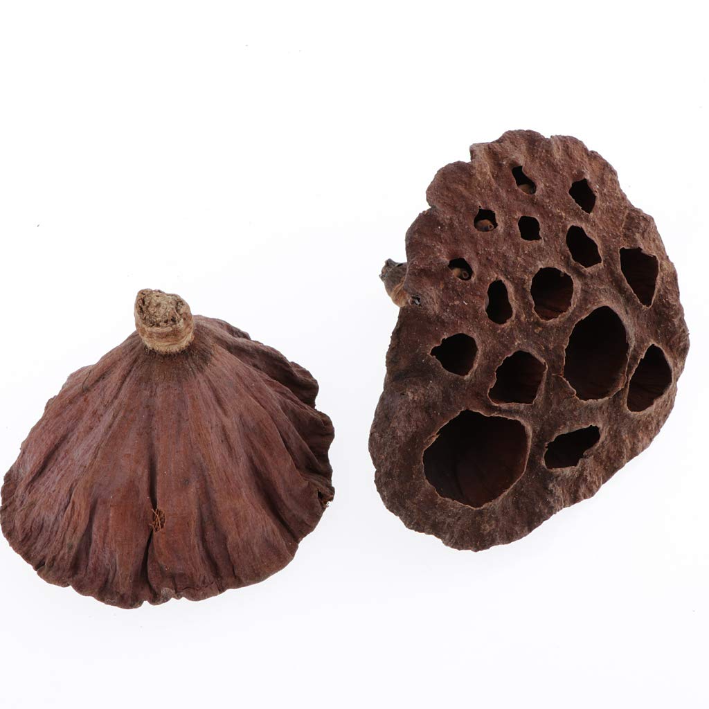 F Fityle 90pcs Fleurs de Lotus Séchées Naturelles pour L'artisanat de Décor Floral de Bricolage