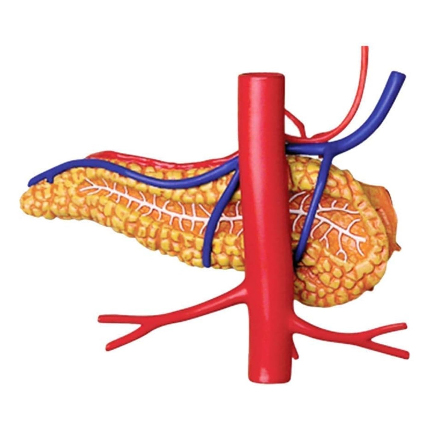 Anatomía De La Educación Modelo De Anatomía Órganos del Estómago Anatómico Humanos Desmontable 12 Piezas Humana Muñeca de Anatomía
