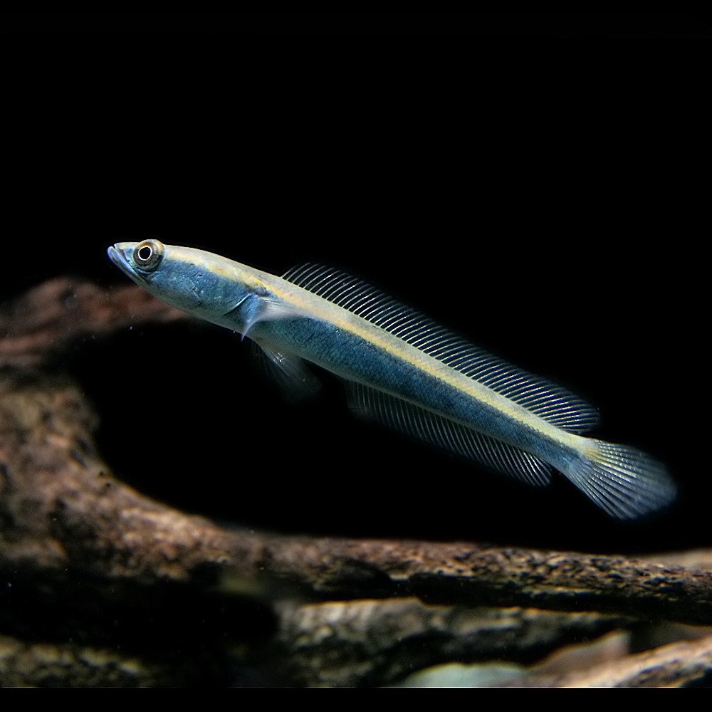 Amazon | (熱帯魚)コブラ スネーク ヘッド （約10cm）＜1匹＞[生体
