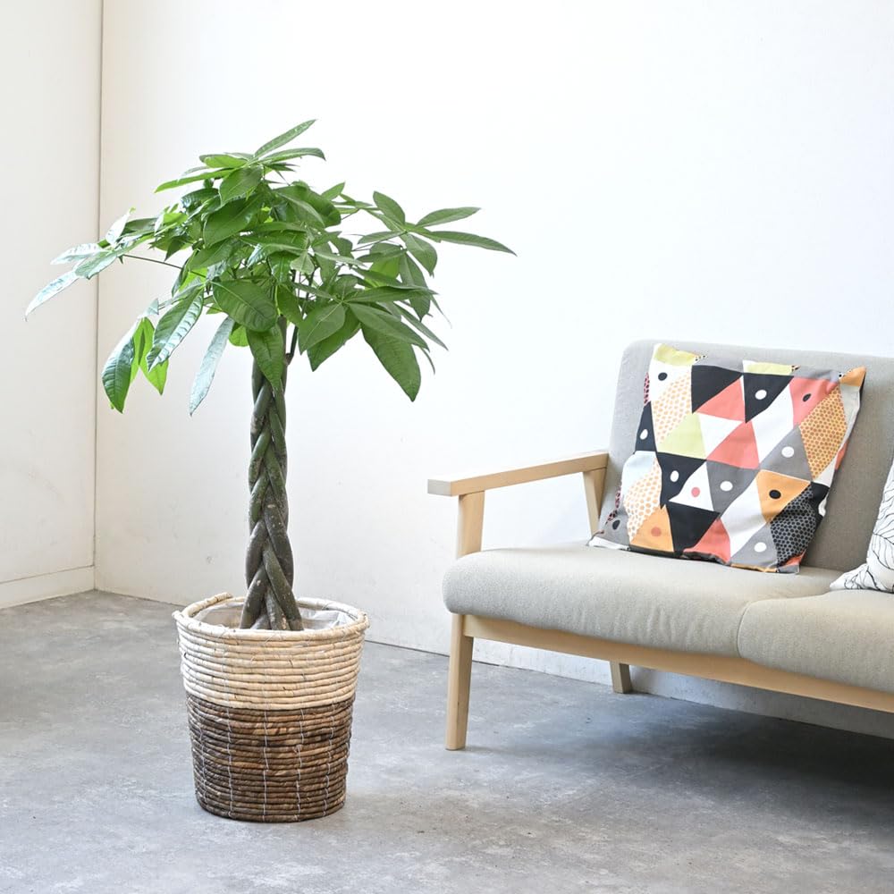 健康的なパキラ 約2メートル 白鉢付き パキラ 8号 陶器 G 通販 販売｜観葉植物のブルーミングスケープ