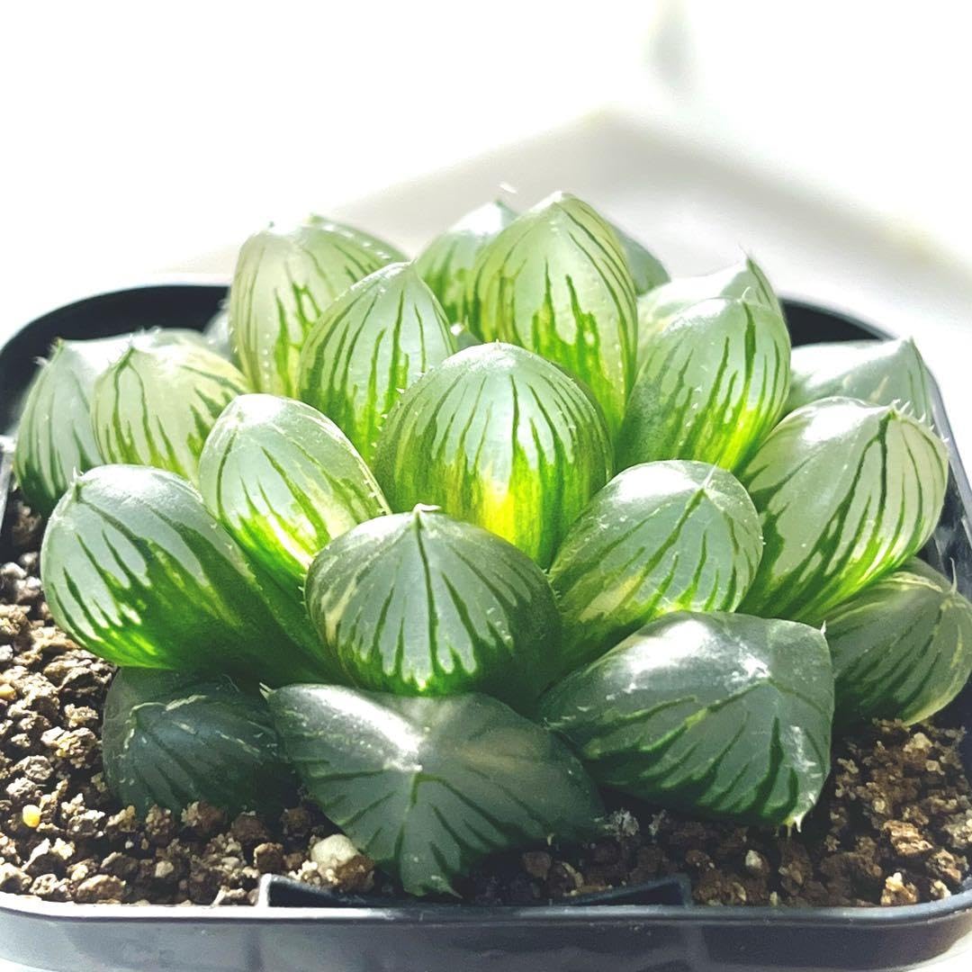 Amazon.co.jp: 極上斑入り個体 多肉植物 ハオルチア OMオブツーサ錦 銘