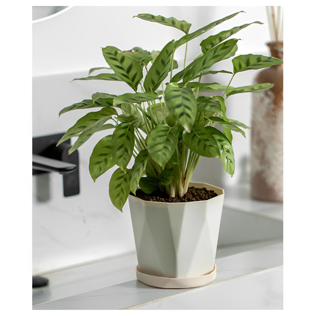 JPORSHU Plant Pots 12CM 3 Pack Indoor Plastic Flower Pots,with Drainage Holes and Saucers Plastic Flower Pot Set Indoor Outdoor for (small) - Image 3
