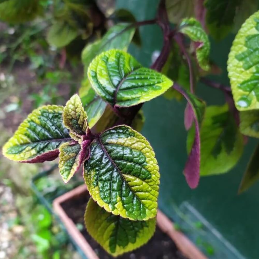 Amazon.com : 2 Swedish Ivy Plants Live Indoors to Grow Starter Plants,  Plectranthus Australis Swedish Ivy House Plants, Live Swedish Ivy Vine Creeping  Charlie, 4-6" Tall (Purple Swedish Ivy) : Patio, Lawn