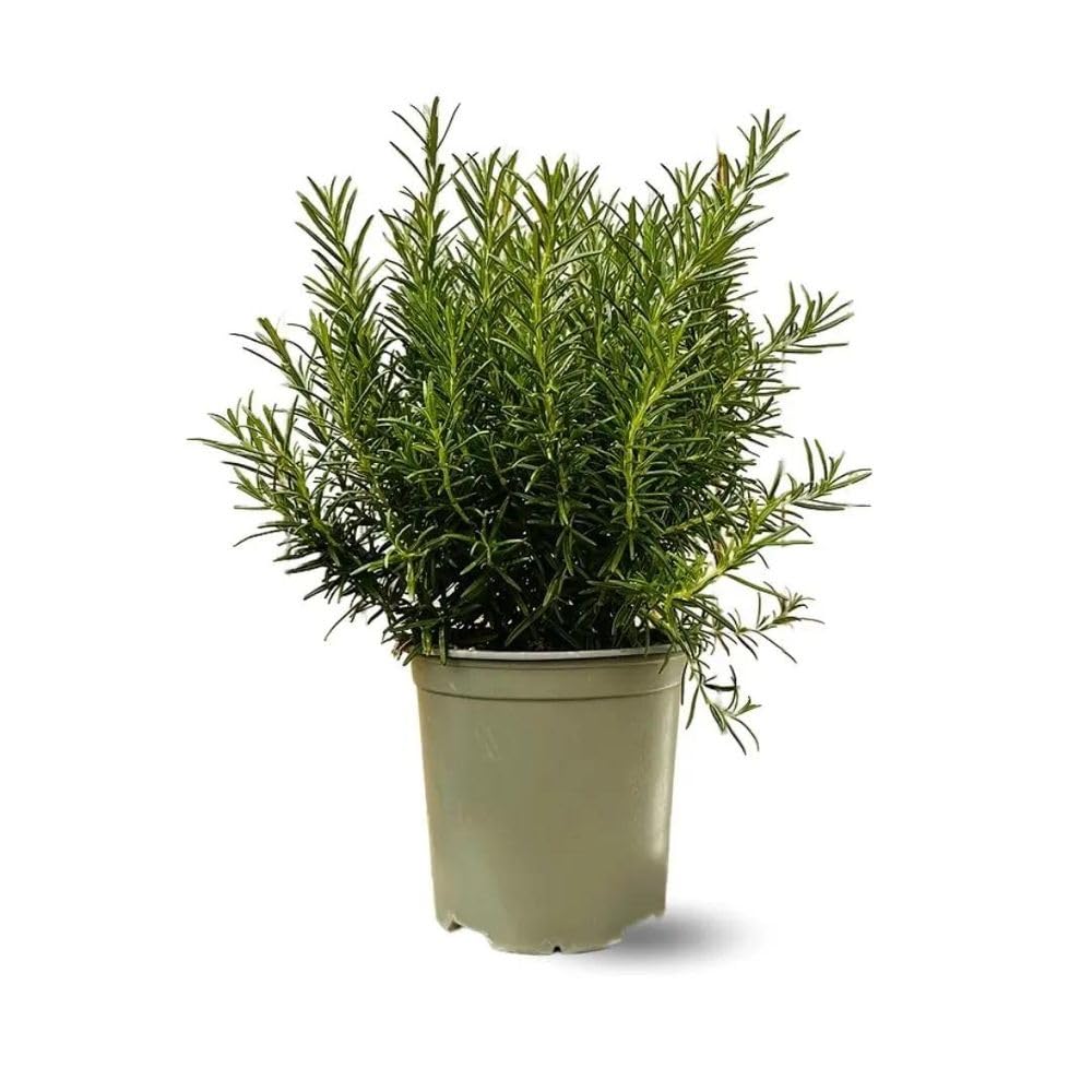 Attitude Jardin - Romarin - aromatique - 35-40 cm - ⌀ 18 cm - véritables herbes fraîches