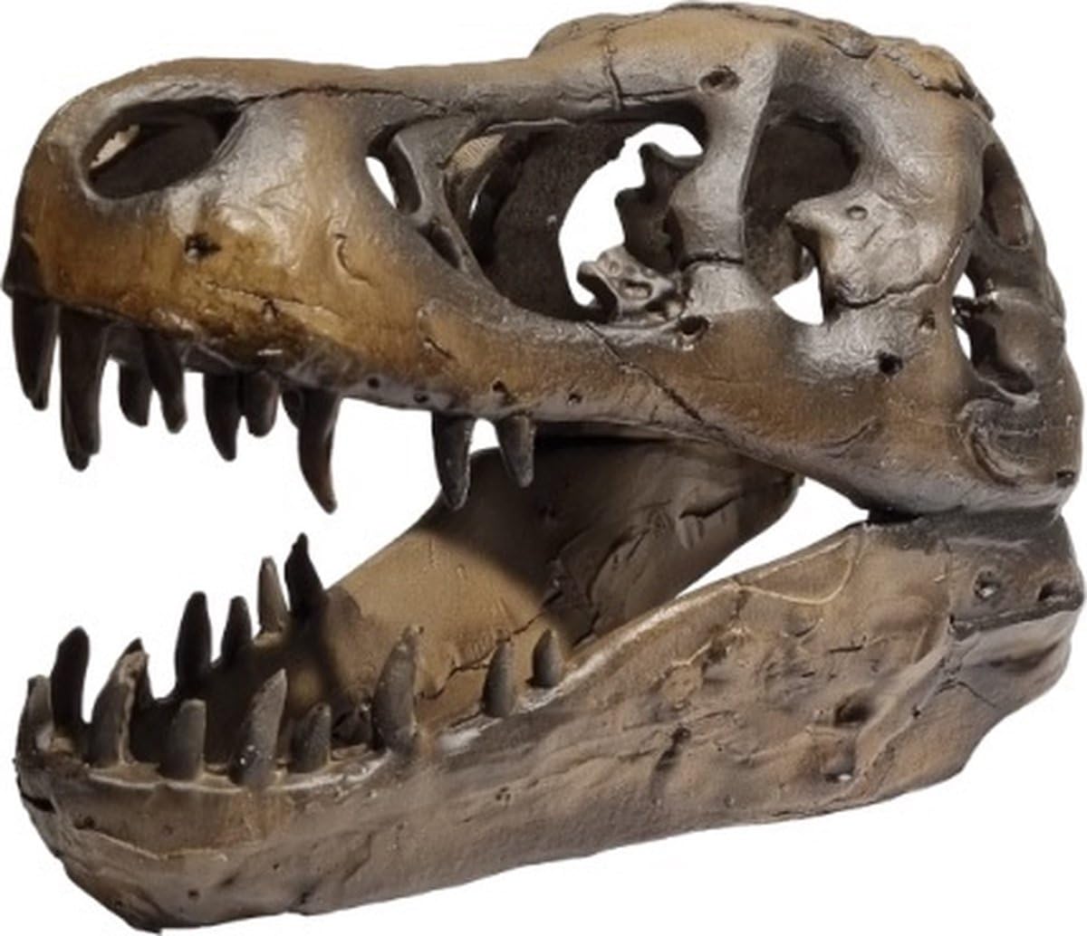 T-REX Cráneo de Polyresin - 20cm