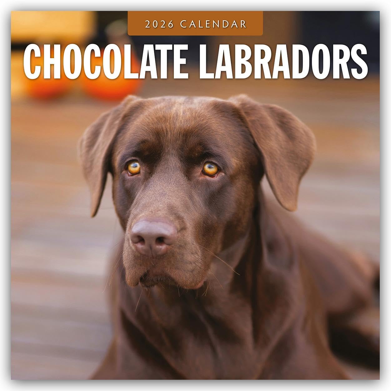 Chocolate Labradors 2026 Square Wall Calendar