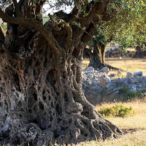 Come and See - In Every Pattern and Promise: Jesus Christ in the Old Testament