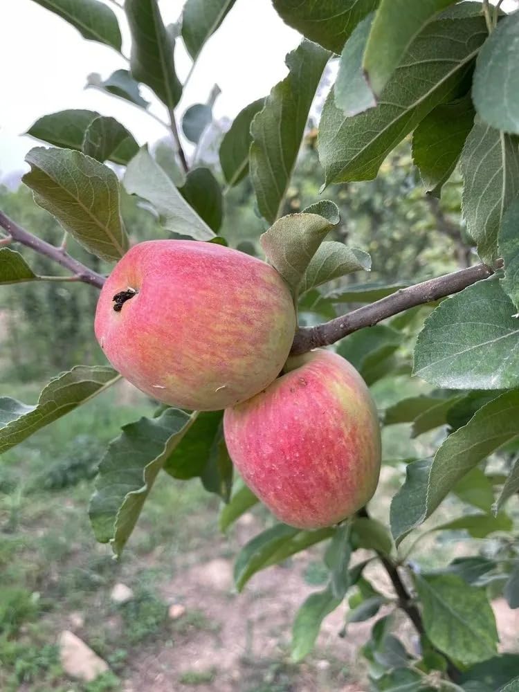 Super Dwarf Anna Apple Tree & Plant Grafted Healthy Live Plant, Pack of 1